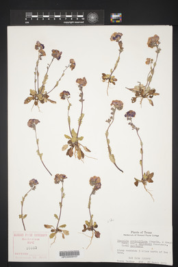 Phacelia strictiflora image