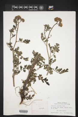 Phacelia congesta image