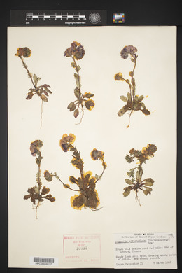 Phacelia strictiflora image