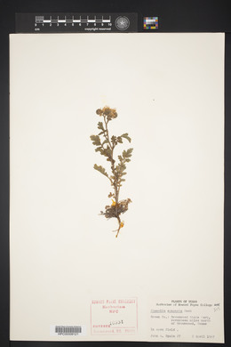 Phacelia congesta image