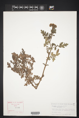 Phacelia congesta image