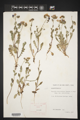 Phacelia strictiflora image