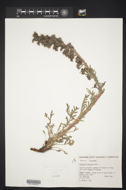 Phacelia sericea image