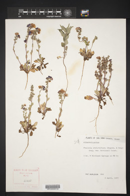 Phacelia strictiflora image