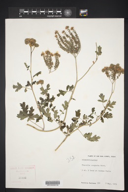 Phacelia congesta image