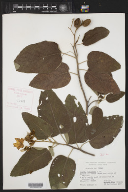 Cordia boissieri image