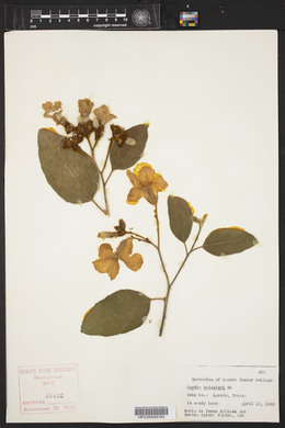 Cordia boissieri image