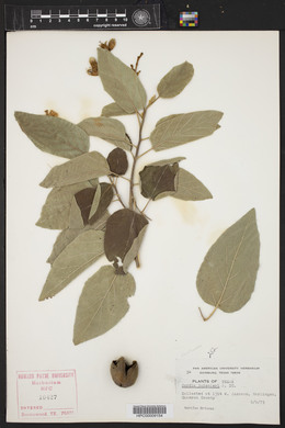 Cordia boissieri image