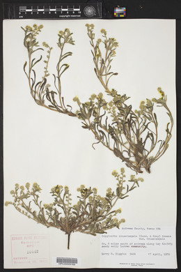 Cryptantha crassisepala image