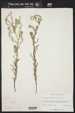 Cryptantha fendleri image