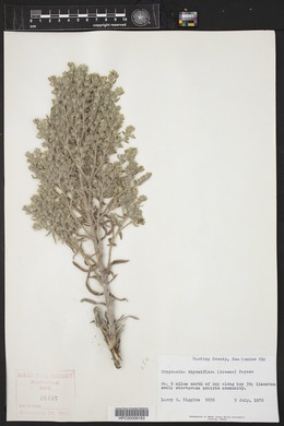 Oreocarya thyrsiflora image