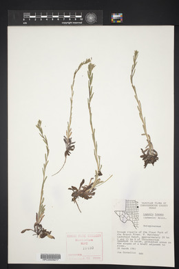 Lappula occidentalis var. cupulata image