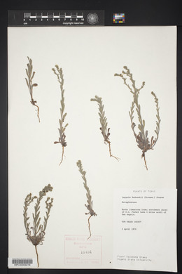 Lappula occidentalis var. occidentalis image