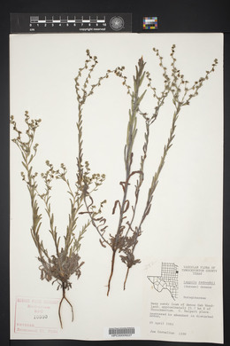 Lappula occidentalis var. occidentalis image