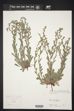 Lappula occidentalis var. occidentalis image