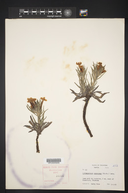 Lithospermum canescens image