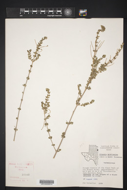 Aloysia gratissima image