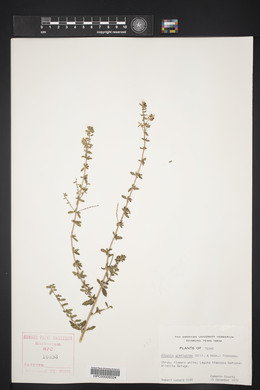 Aloysia gratissima image