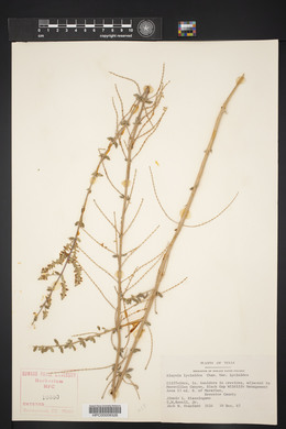 Aloysia gratissima image