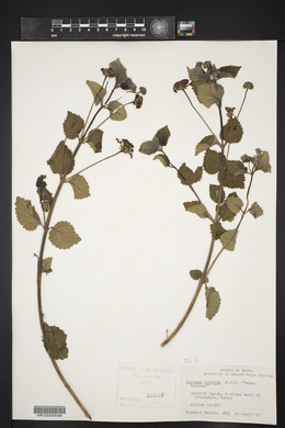 Lantana horrida image