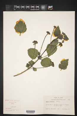 Lantana horrida image