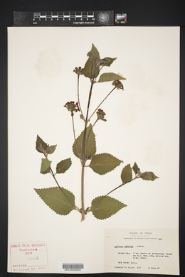 Lantana horrida image