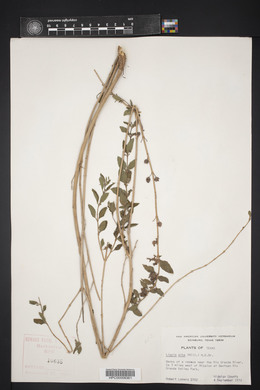 Lippia alba image