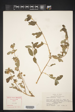 Lippia graveolens image