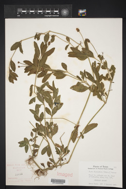 Phyla lanceolata image