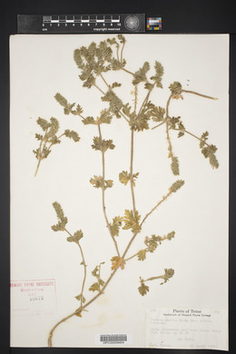 Verbena pumila image