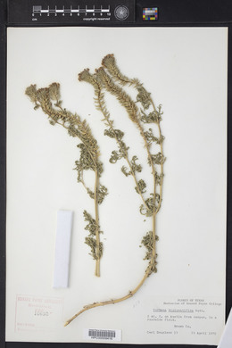 Glandularia bipinnatifida var. bipinnatifida image