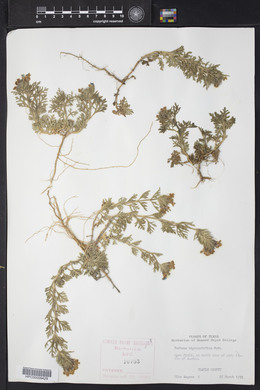 Glandularia bipinnatifida var. bipinnatifida image