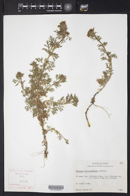 Glandularia bipinnatifida var. bipinnatifida image