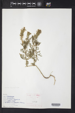 Glandularia bipinnatifida var. bipinnatifida image