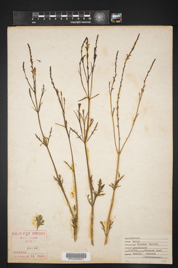 Verbena halei image