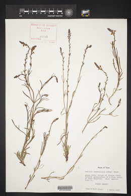 Verbena neomexicana image