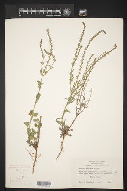 Verbena plicata image