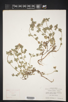 Verbena pumila image