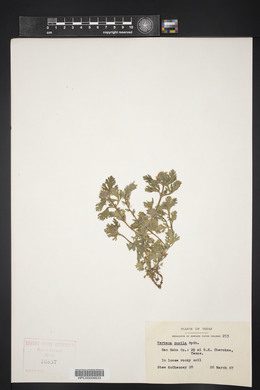 Verbena pumila image