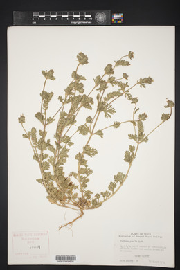 Verbena pumila image