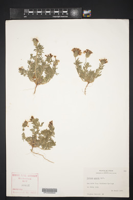 Verbena pumila image