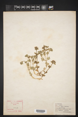 Verbena pumila image