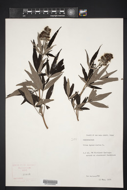 Vitex agnus-castus image