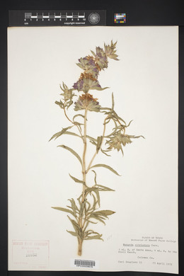 Monarda citriodora image