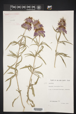 Monarda citriodora image