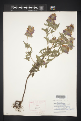 Monarda citriodora image