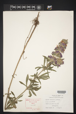 Monarda citriodora image