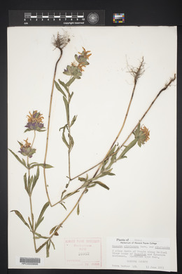 Monarda citriodora image