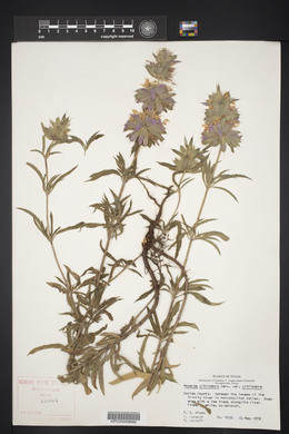 Monarda citriodora image