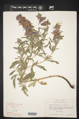 Monarda citriodora image